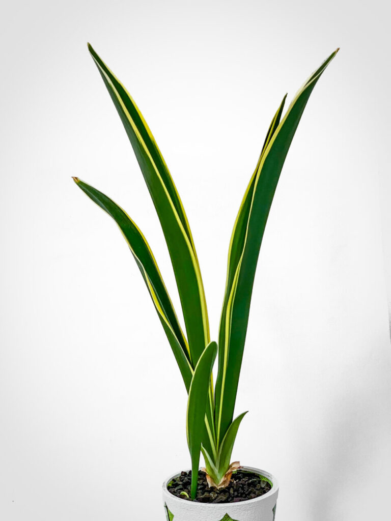 品種不明の万年青