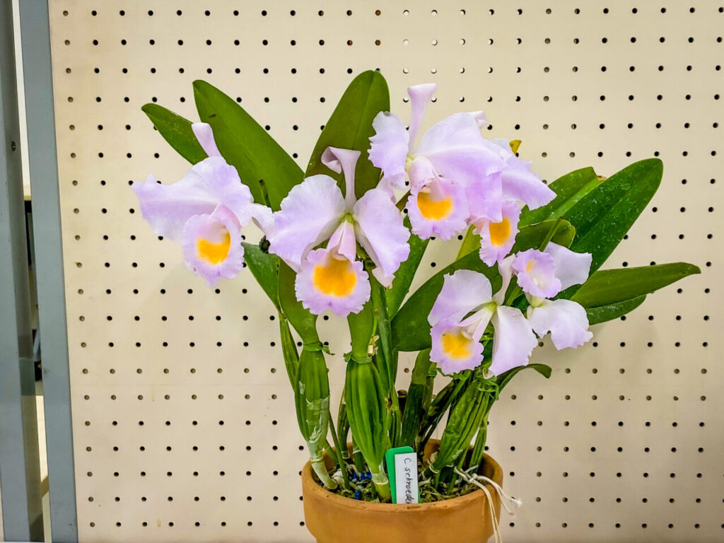 第52回埼玉洋らん展