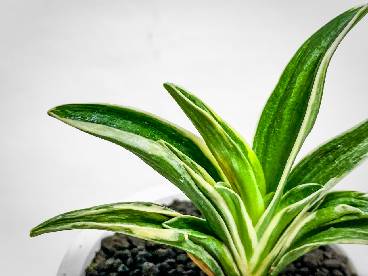 万年青・月光冠