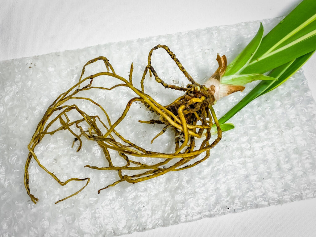 品種不明の万年青