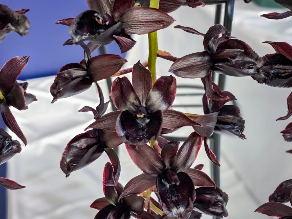 サンシャインシティ世界のらん展2026