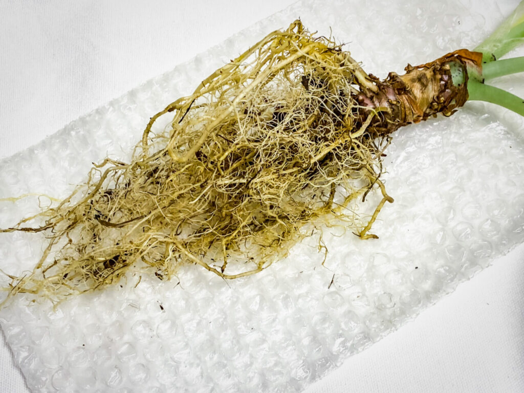 アロカシア・レギヌラ’ニンジャ’