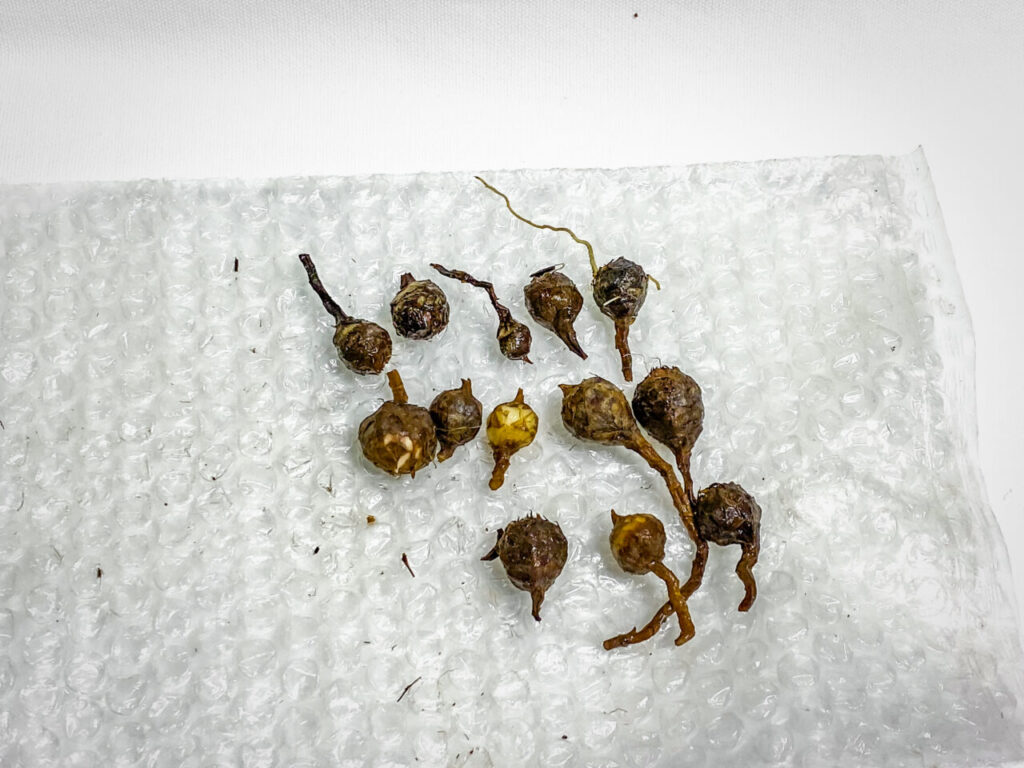 アロカシア・レギヌラ’ニンジャ’