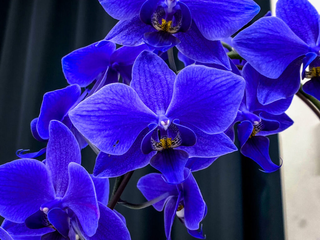 第52回埼玉洋らん展