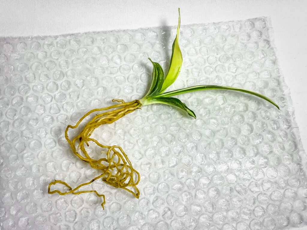 万年青実生株その1