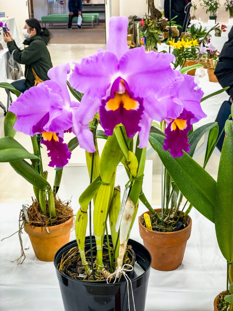 第52回埼玉洋らん展