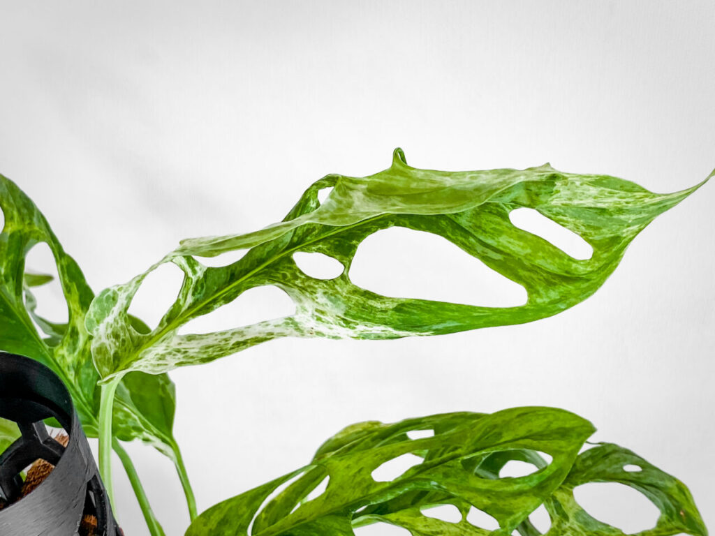 モンステラ・アダンソニー（マドカズラ）ミント斑