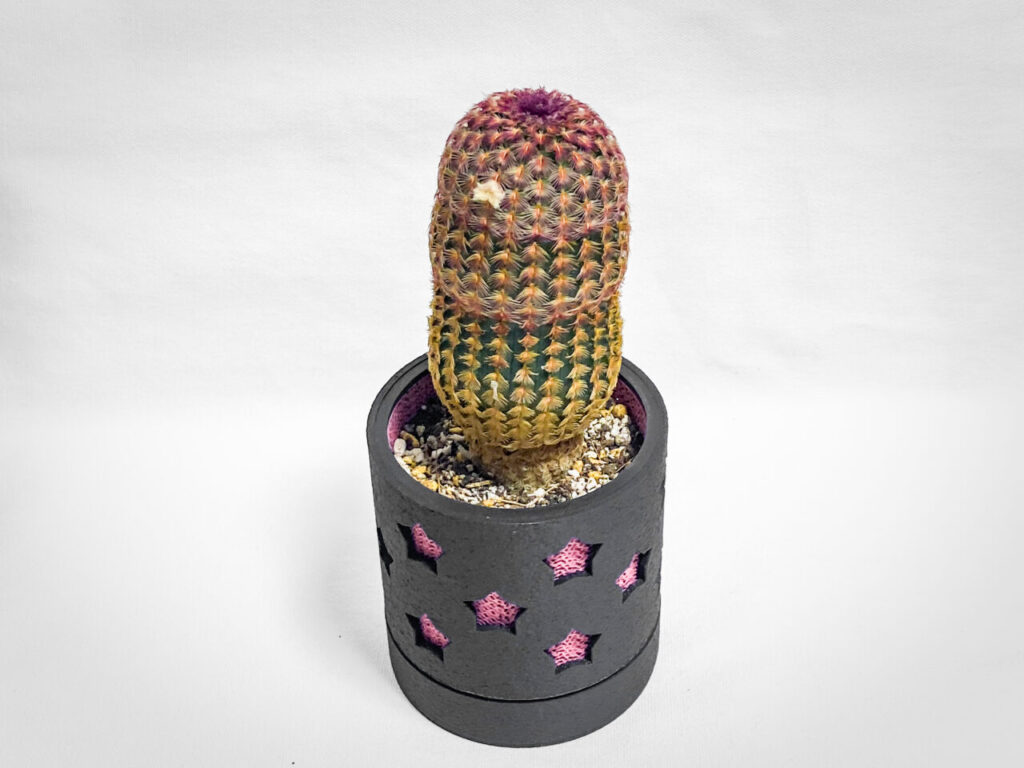 エキノセレウス・紅孔雀