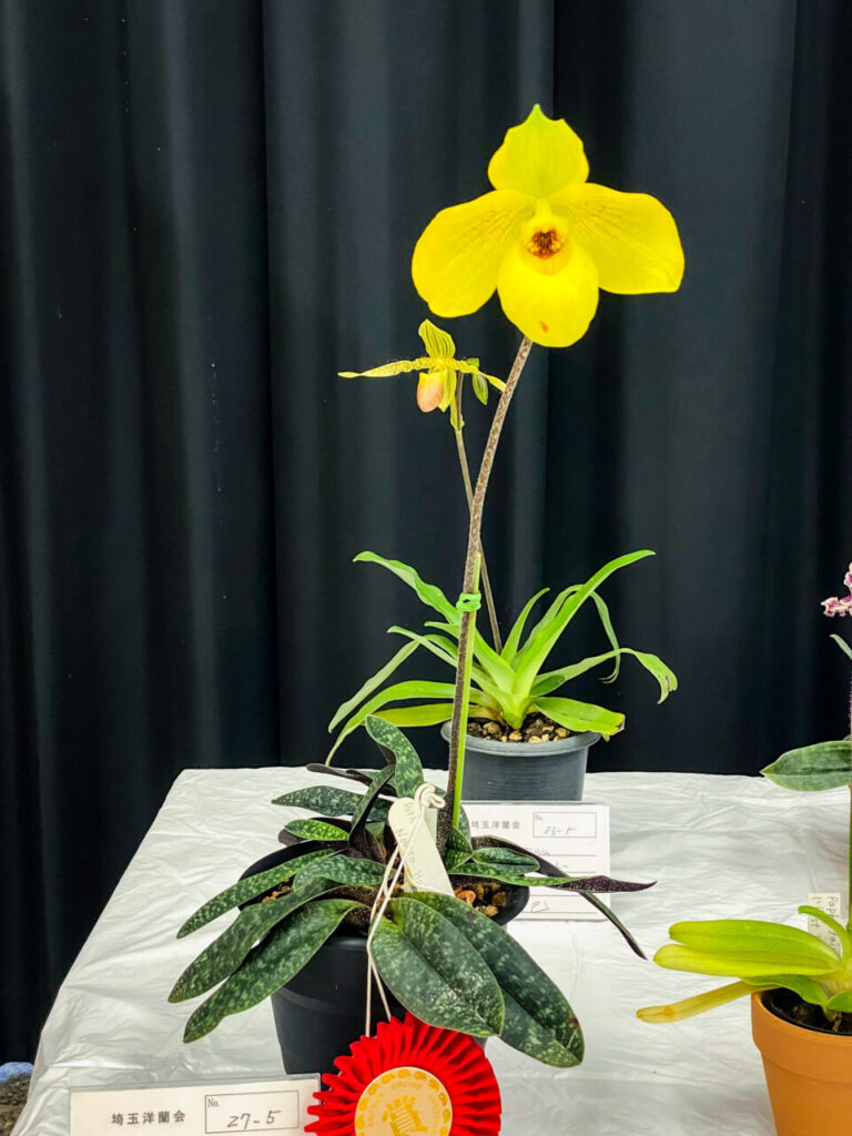 第52回埼玉洋らん展