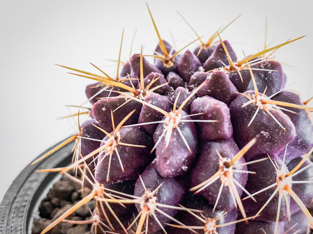 エリオシケ・’ドーベル’