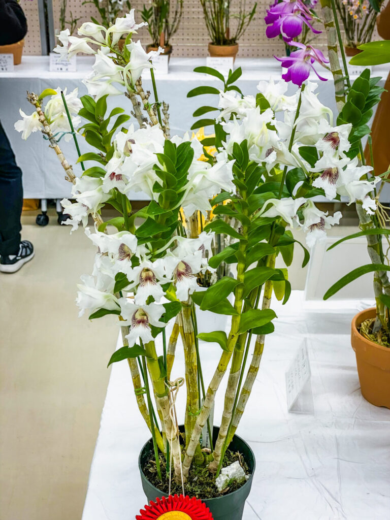 第52回埼玉洋らん展