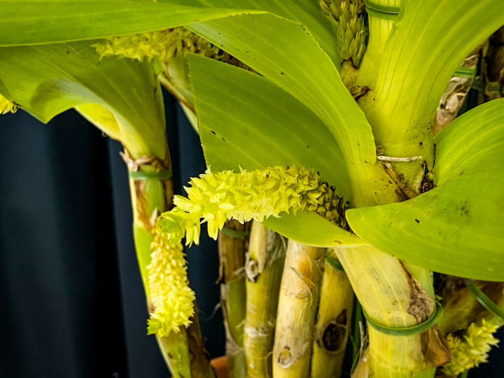 第52回埼玉洋らん展