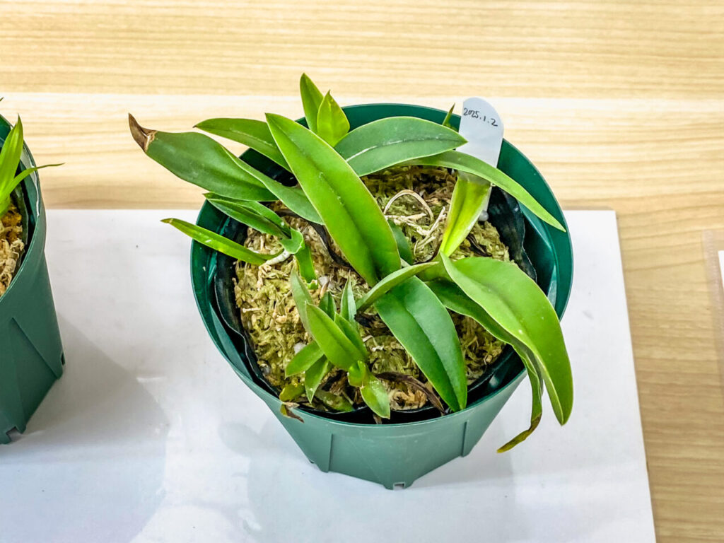 第52回埼玉洋らん展