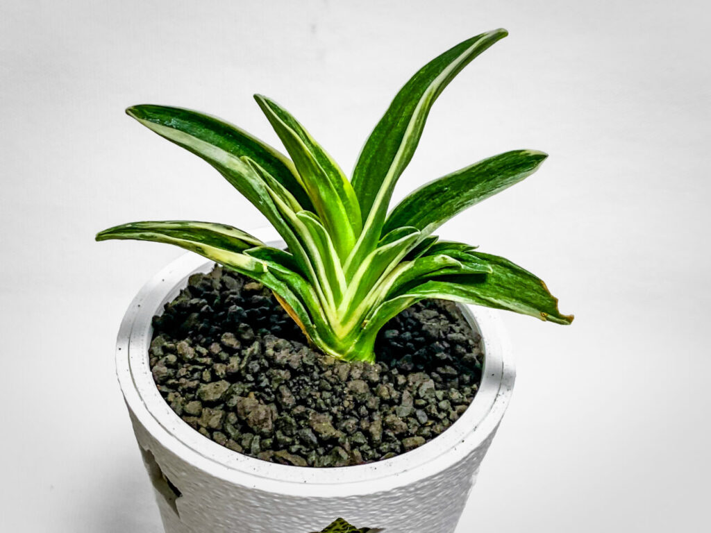 万年青・月光冠