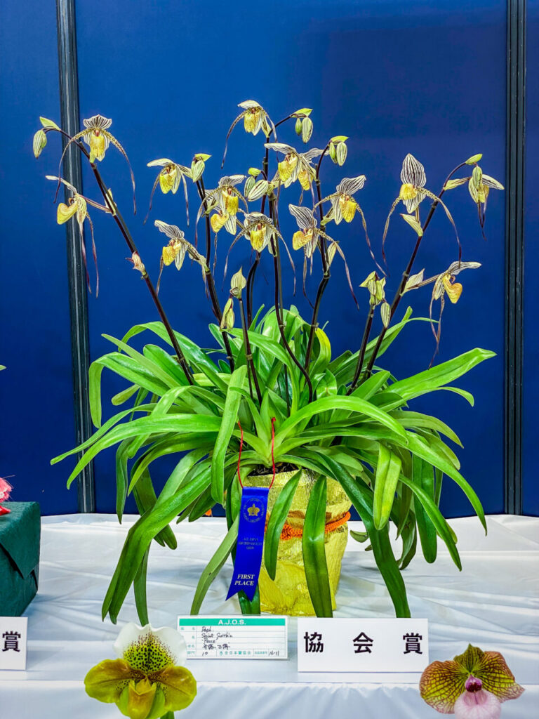 サンシャインシティ世界のらん展2026