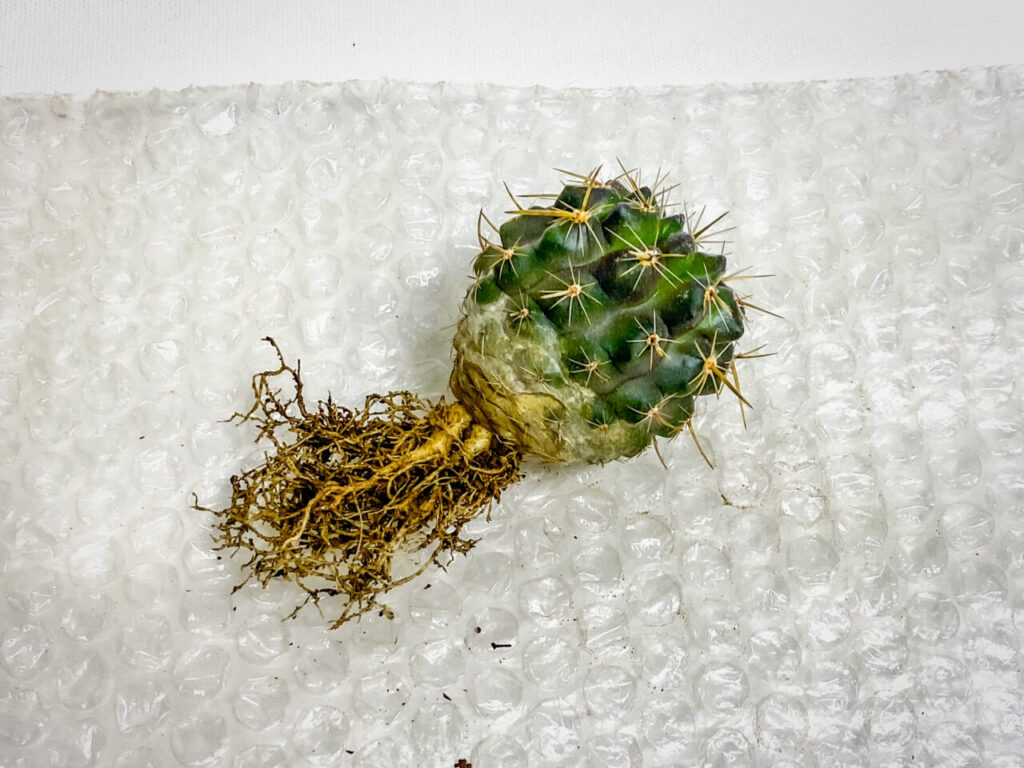 エリオシケ・’ドーベル’