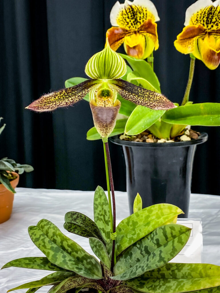 第52回埼玉洋らん展