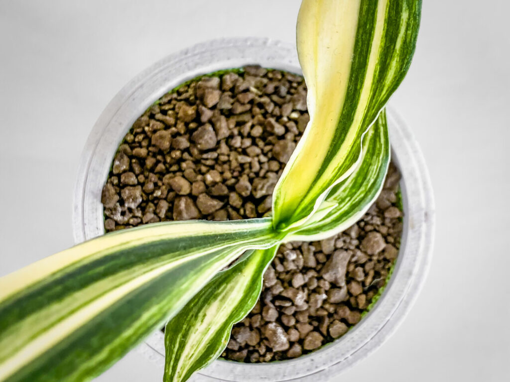 万年青実生株その1