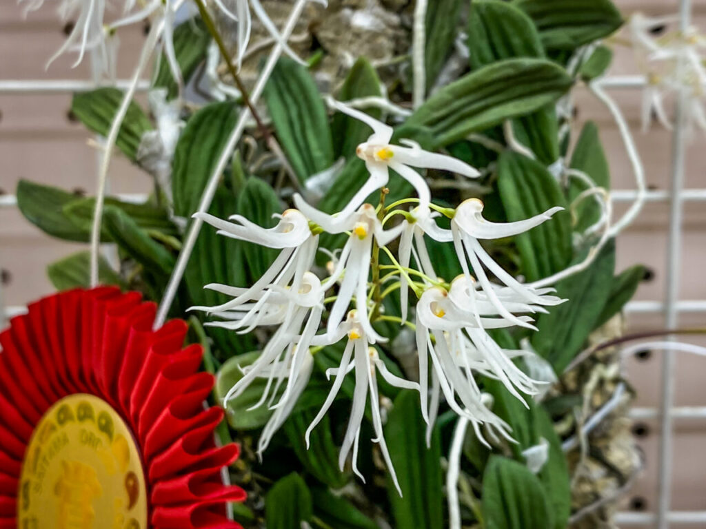 第52回埼玉洋らん展