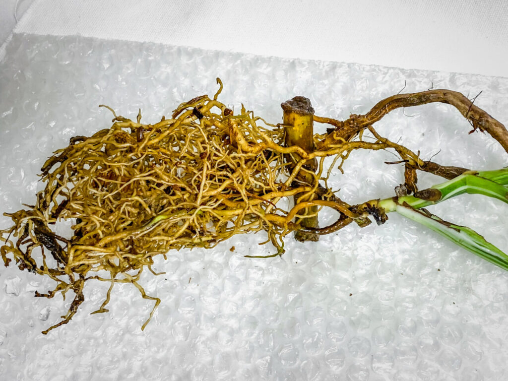 モンステラ・ボルシギアナ’ホワイトタイガー’