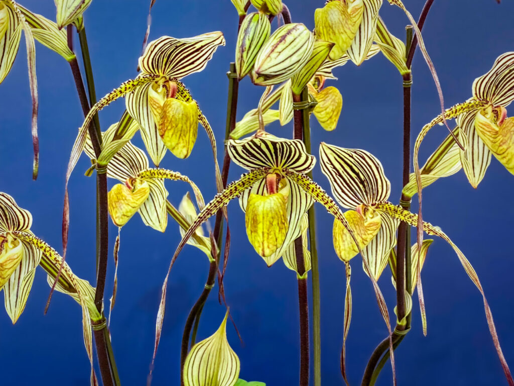 サンシャインシティ世界のらん展2026