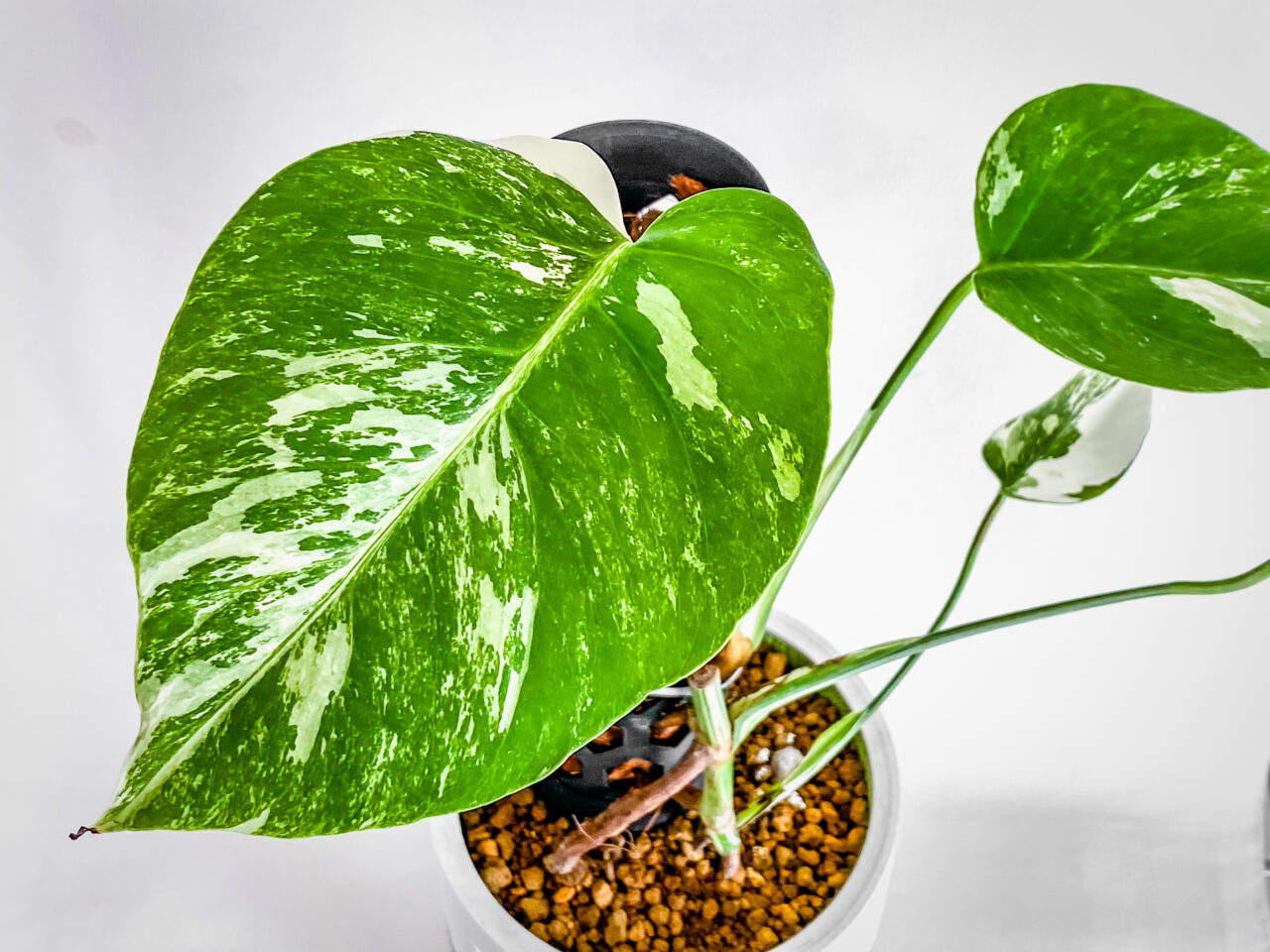 モンステラ・ボルシギアナ’ホワイトタイガー’