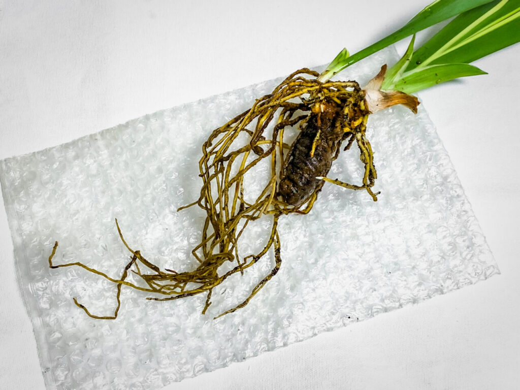 品種不明の万年青