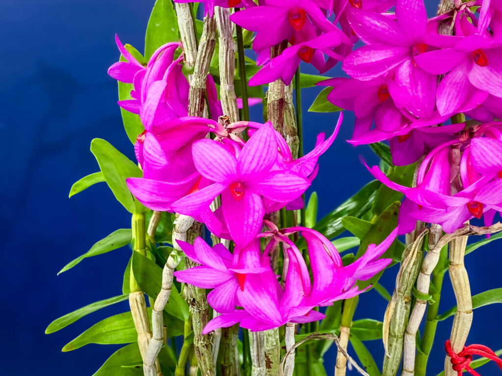 サンシャインシティ世界のらん展2026