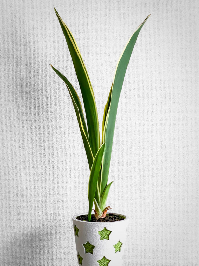 品種不明の万年青