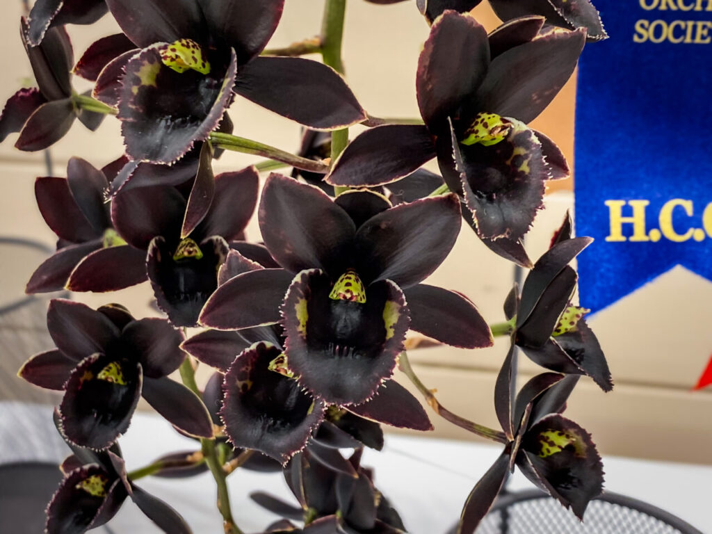 サンシャインシティ世界のらん展2026