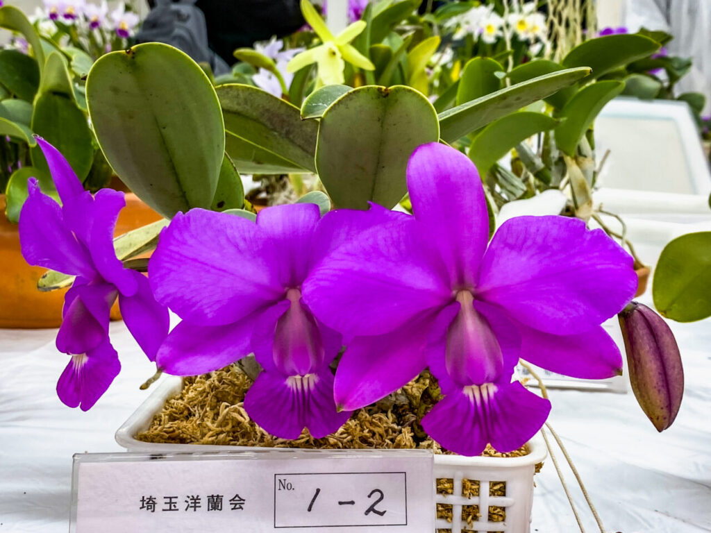 第52回埼玉洋らん展