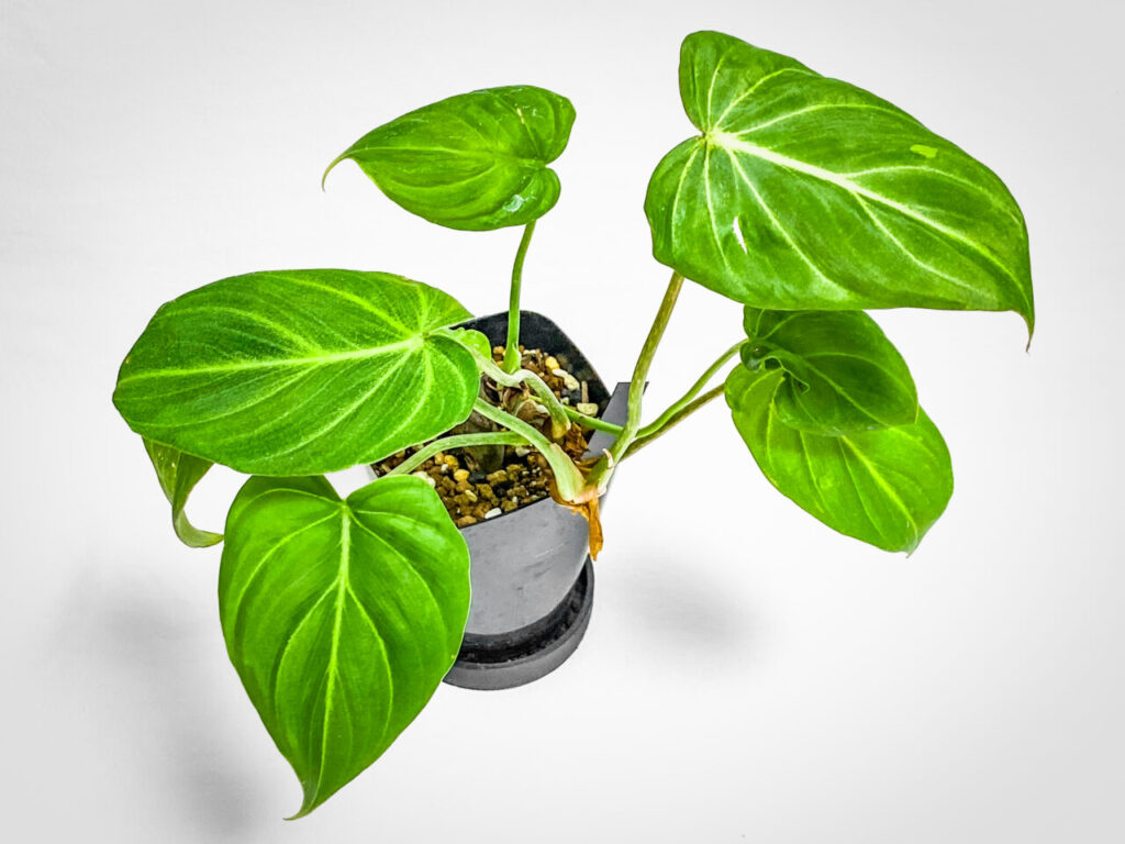 フィロデンドロン・グロリオーサム