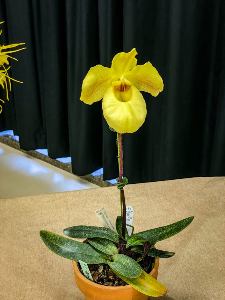 第52回埼玉洋らん展