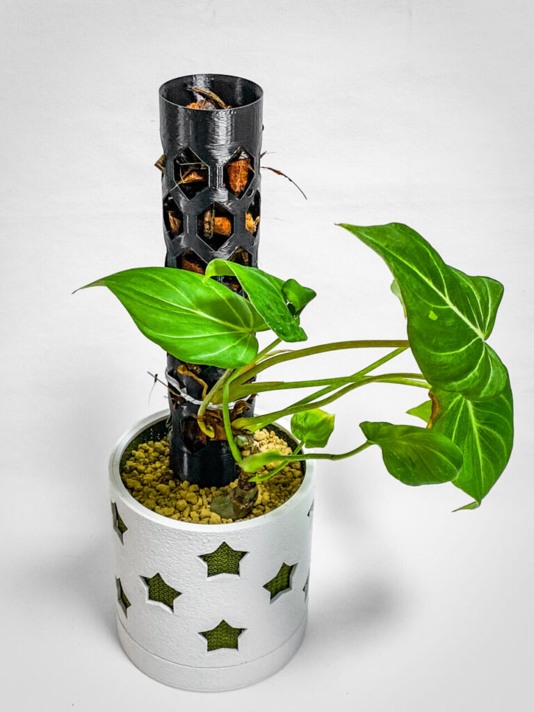 フィロデンドロン・グロリオーサム