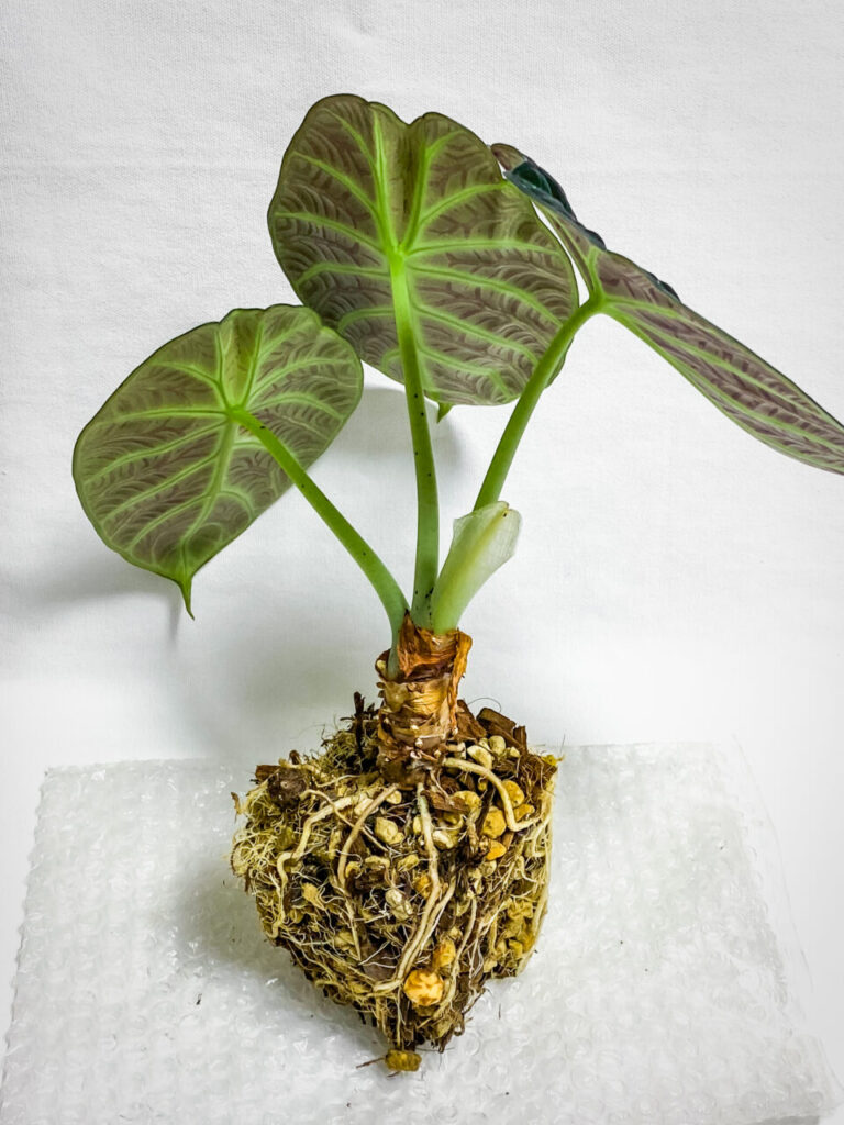 アロカシア・レギヌラ’ニンジャ’