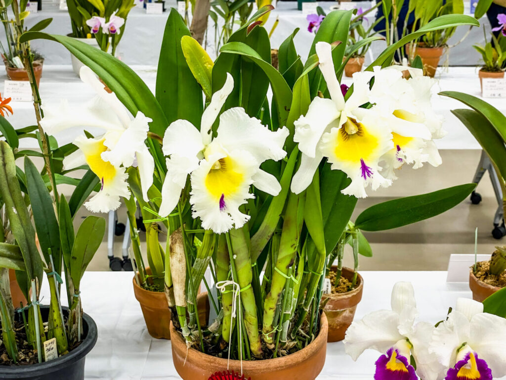 第52回埼玉洋らん展