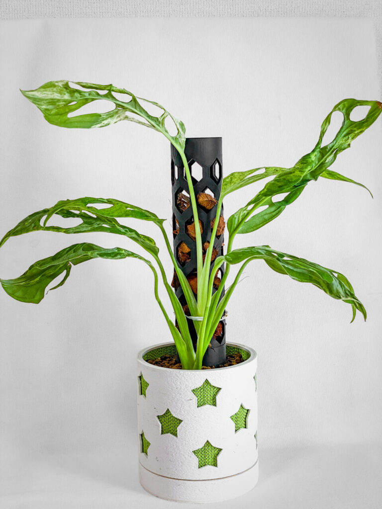 モンステラ・アダンソニー（マドカズラ）ミント斑