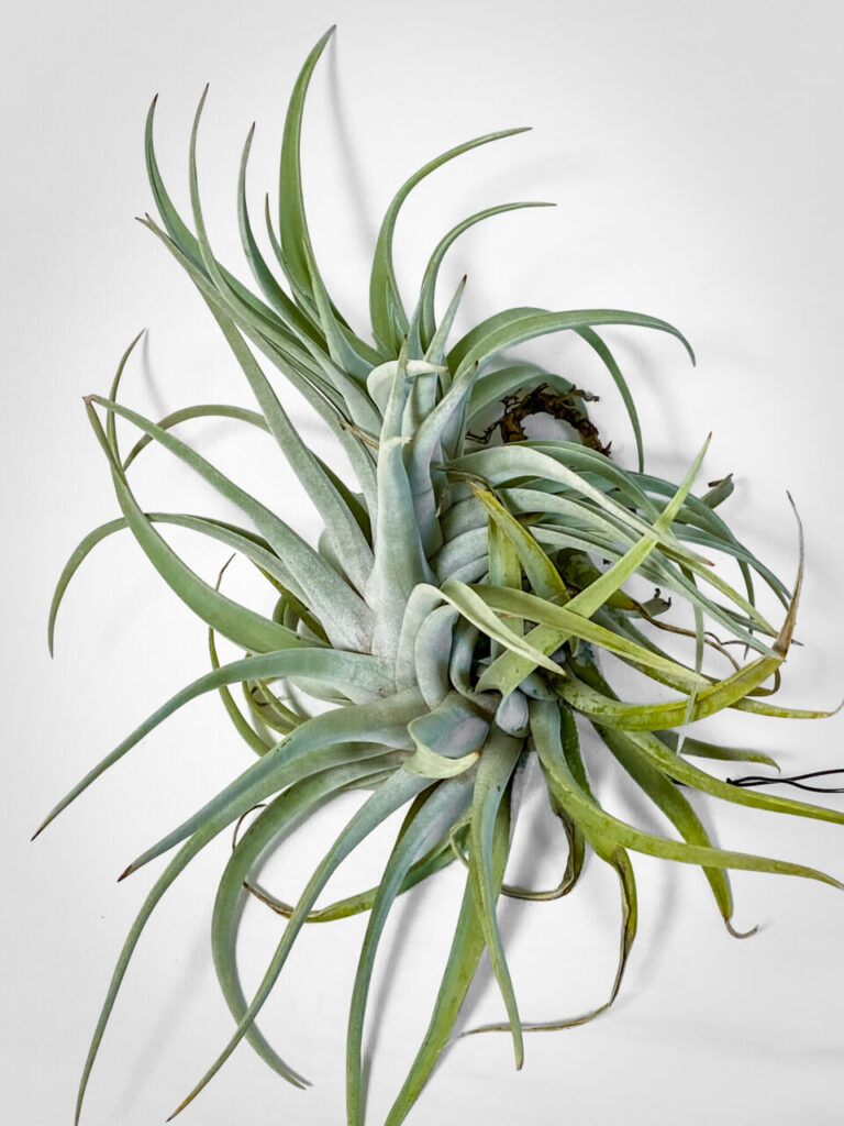 第52回埼玉洋らん展購入品：ものすごく大きくなるチランジア