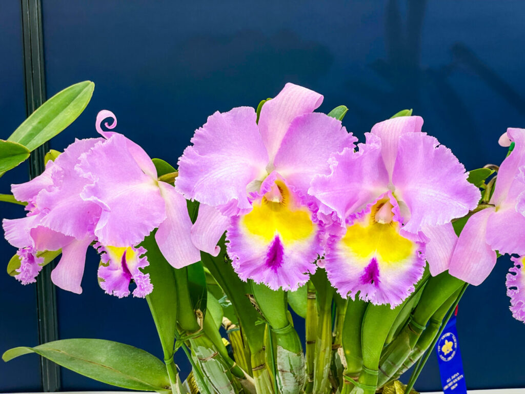 サンシャインシティ世界のらん展2026