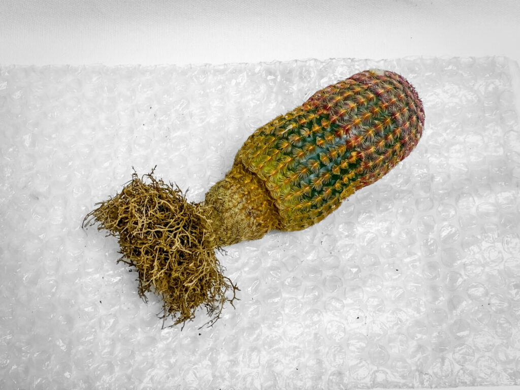 エキノセレウス・紅孔雀