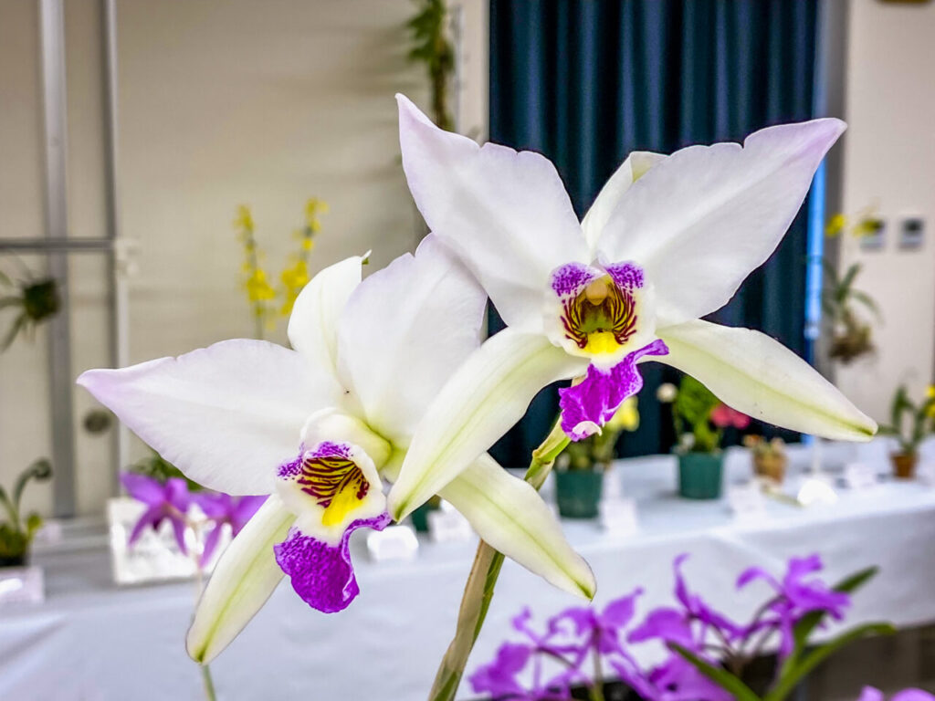 第52回埼玉洋らん展