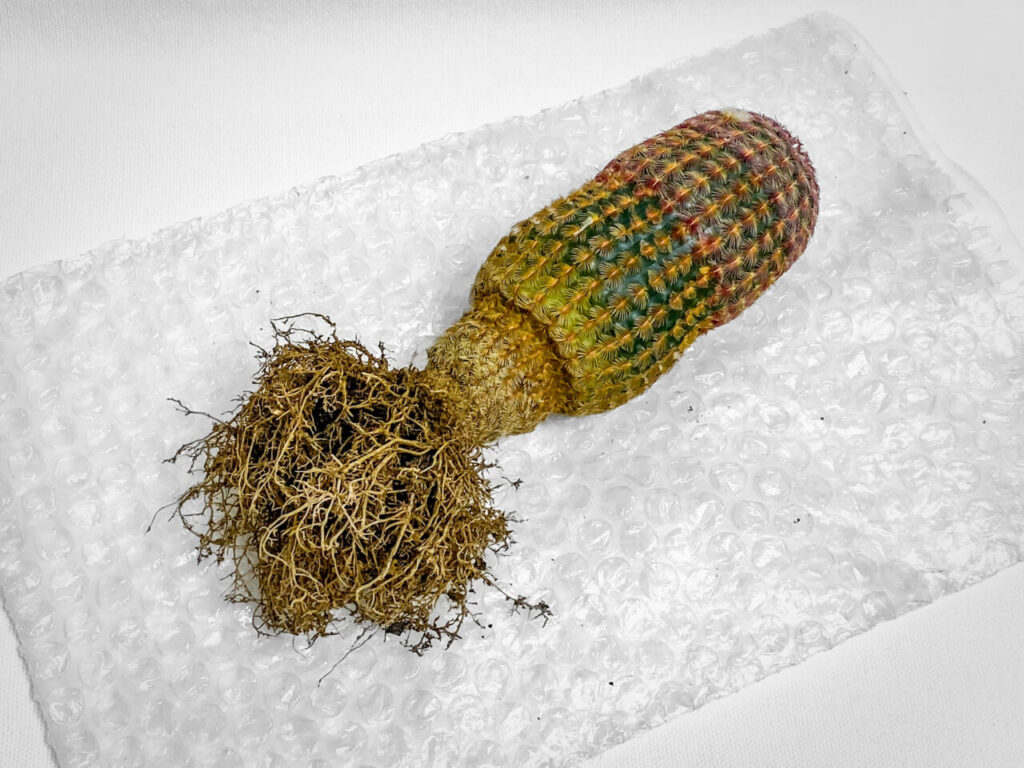 エキノセレウス・紅孔雀