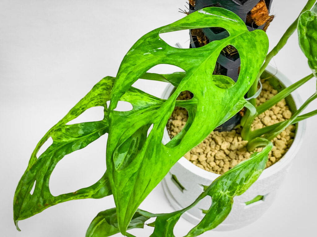 モンステラ・アダンソニー（マドカズラ）ミント斑