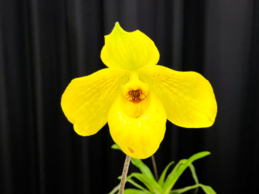 第52回埼玉洋らん展