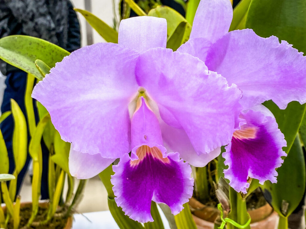 第52回埼玉洋らん展