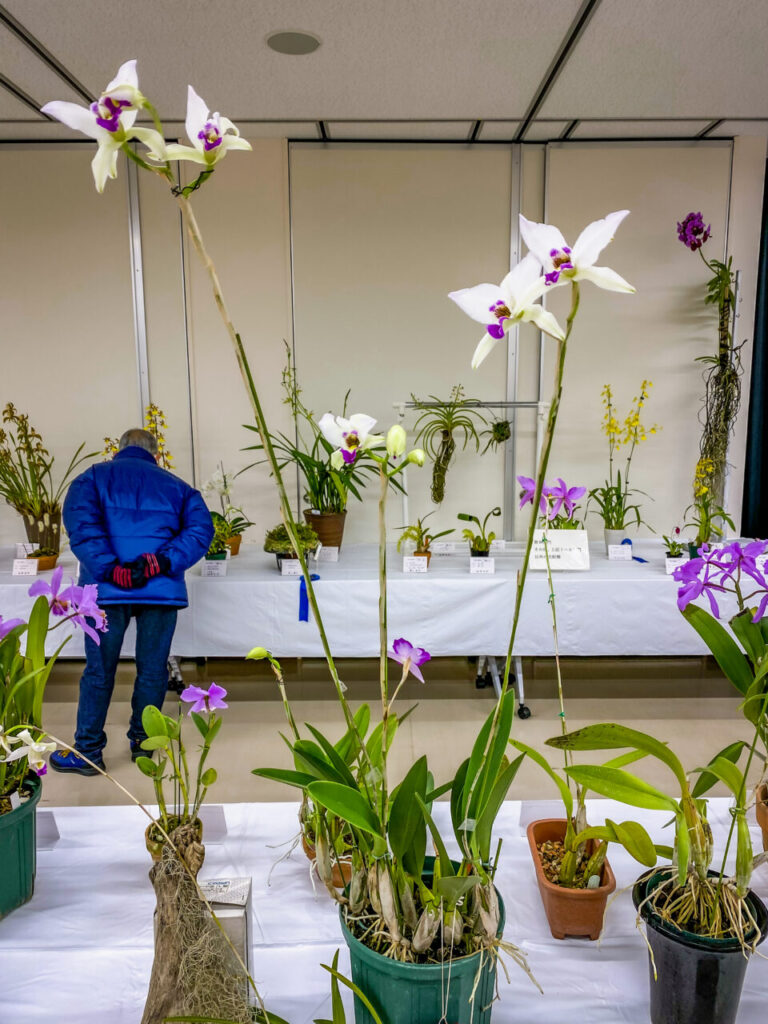 第52回埼玉洋らん展