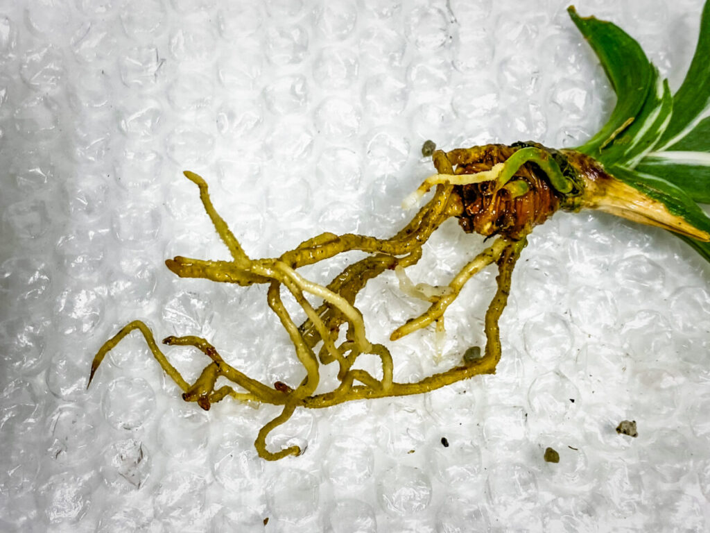 万年青・月光冠