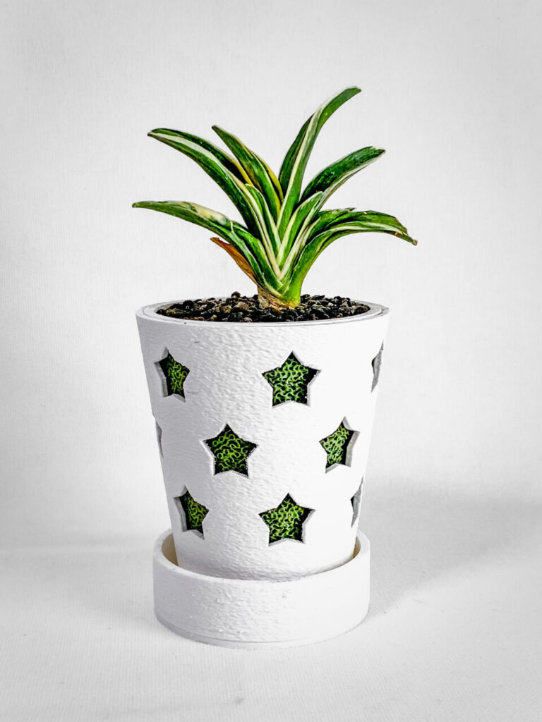 万年青・月光冠