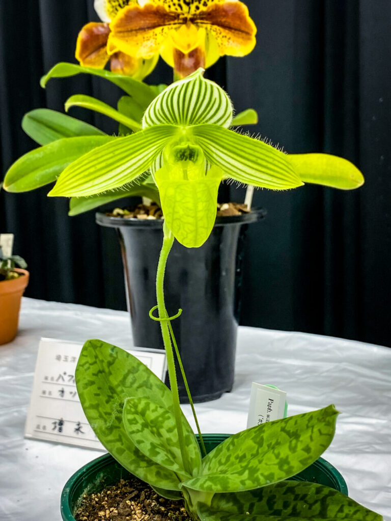 第52回埼玉洋らん展