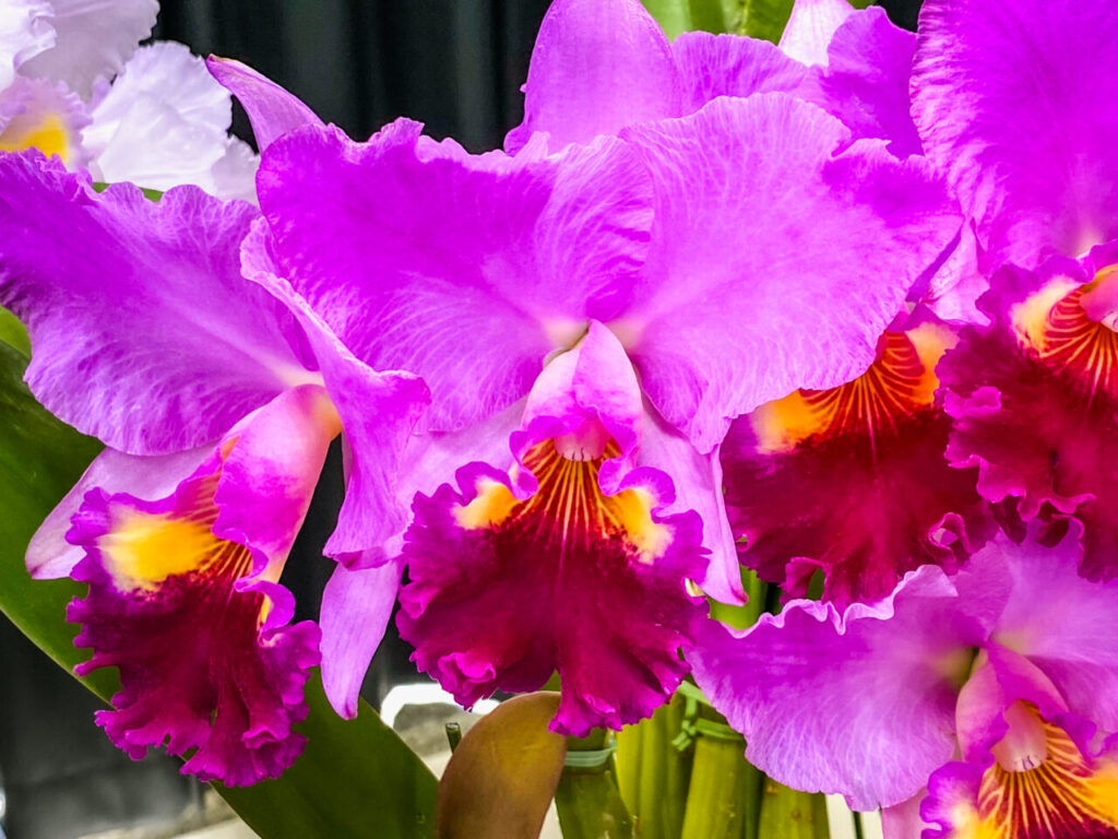 第52回埼玉洋らん展